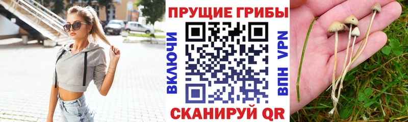 блэк спрут вход  Нязепетровск  Галлюциногенные грибы Cubensis  наркошоп 